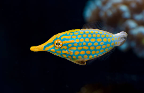 istock The orange spotted filefish or harlequin filefish, Oxymonacanthus longirostris, is a filefish in the family Monacanthidae found on coral reefs in the Indo-Pacific Oceans. 1793485546