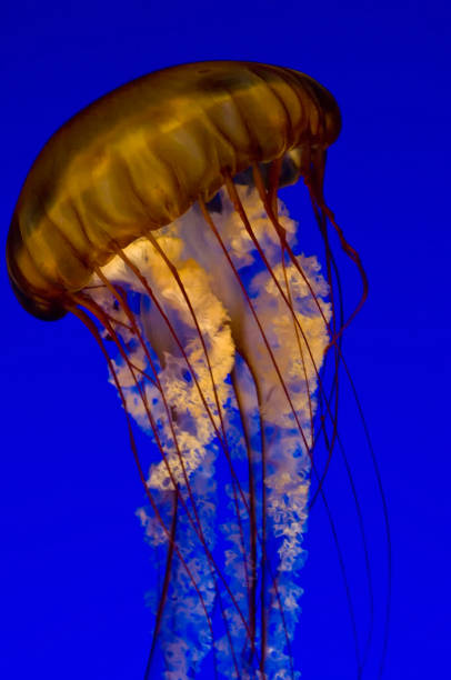 l'ortica di mare del pacifico (chrysaora fuscescens), o ortica di mare della costa occidentale, è uno scinfozoo planctonico cnidariano (o medusa, "medusa" o "medusa") che vive nell'oceano pacifico nord-orientale. - scyphozoan foto e immagini stock