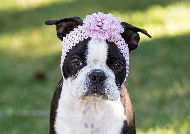 istock Boston Terrier Puppy Wearing Headband 179348641