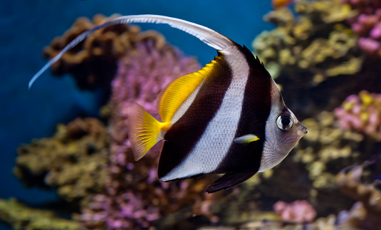 The pennant coralfish, Heniochus acuminatus, also known as the longfin bannerfish or coachman is a tropical fish of the family Chaetodontidae.