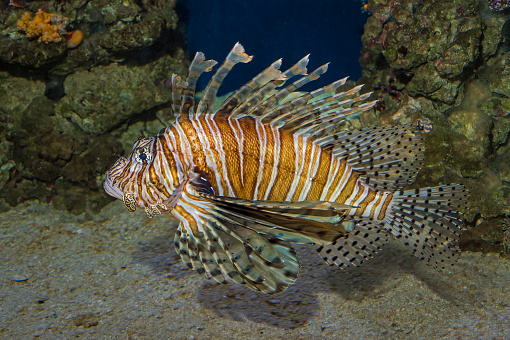 The Common Lionfish Pterois volitans occurs in the tropical Pacific Ocean from Cocos-Keeling Islands and Western Australia in the eastern Indian Ocean to the Marquesas and Oeno (Pitcairn group), north to southern Japan and southern Korea, south to Lord Howe Island, northern New Zealand and the Austral Islands. The species inhabits lagoon and seaward reefs from turbid inshore areas in a depth range from 2-50 m. Often solitary, they hide in unexposed places at daytime often with head down and practically immobile, using the pattern for camouflage as a hunting skill. Juveniles are pelagic and expatriate over great distances. This is a main reason for the broad geographical range of this species. \nThe species has recently invaded Western Atlantic and Caribbean coral reefs, and may become one of the most ecologically harmful marine fish introductions to date. The dorsal fins are venomous, but it is a popular table fish. Max. length 46cm. This specimen is from Triton Bay, West Papua Province, Indonesia \n3°57'4.9417 S 134°8'1.0322 E at 9m depth