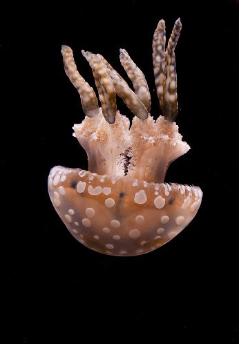 The spotted jelly (Mastigias papua), lagoon jelly, golden medusa, or Papuan jellyfish, is a species of jellyfish from the Indo-Pacific oceans.