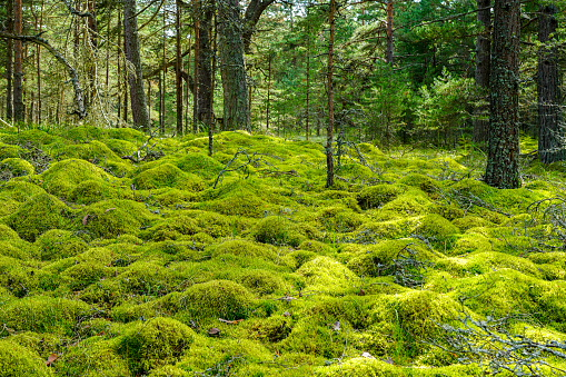 A fabulous, with small green mossy hills covered forest landscape, forest floor, mosses, backlight through forest, green moss floor, beauty in nature