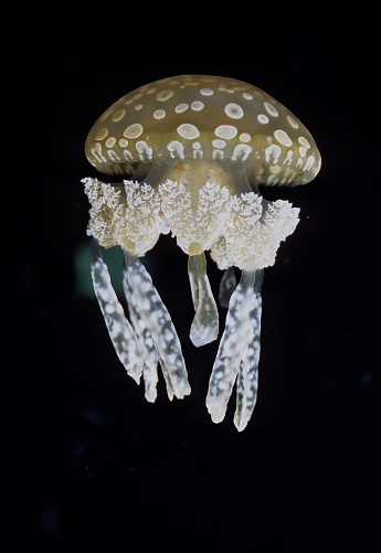 The spotted jelly (Mastigias papua), lagoon jelly, golden medusa, or Papuan jellyfish, is a species of jellyfish from the Indo-Pacific oceans.