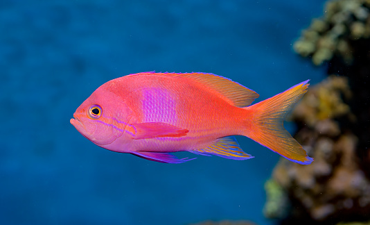 Pseudanthias pleurotaenia also known as the squarespot anthias, pink square anthias, mirror basslet or squarespot fairy basslet is a species of marine ray-finned fish in the subfamily Anthiinae of the family Serranidae, the groupers and sea basses