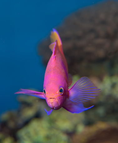 Pseudanthias pleurotaenia also known as the squarespot anthias, pink square anthias, mirror basslet or squarespot fairy basslet is a species of marine ray-finned fish in the subfamily Anthiinae of the family Serranidae, the groupers and sea basses
