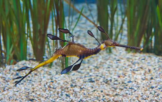 The common seadragon or weedy seadragon (Phyllopteryx taeniolatus) is a marine fish related to the seahorses. Endemic to Australia.