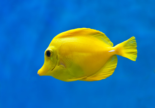 School of sea  fish are swimming to water surface