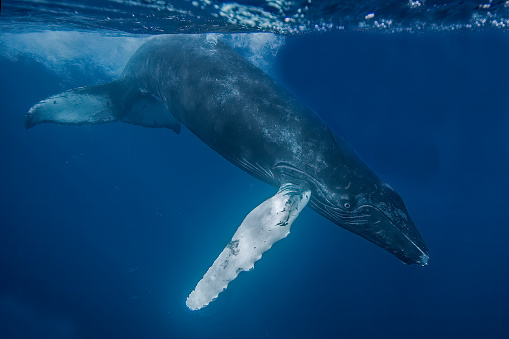 Humpback Whale, Megaptera novaeangliae,  in the Silver Bank area of the Dominican Republic.