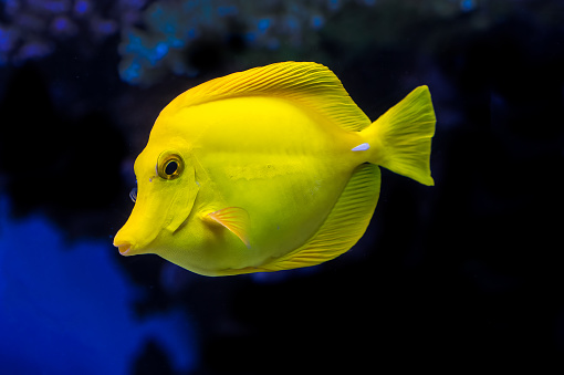 Macro close up of Regal blue tang marine fish, palette surgeonfish, paracanthurus hepatus