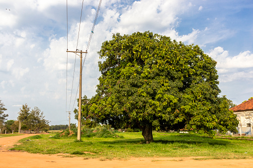 Mango tree on a rural street in the state of São Paulo