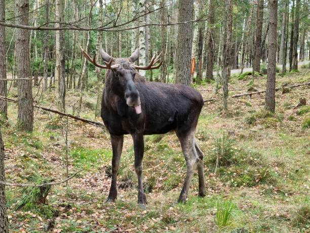 istock Moose Elk Forest in Sweden Norway 1793491444