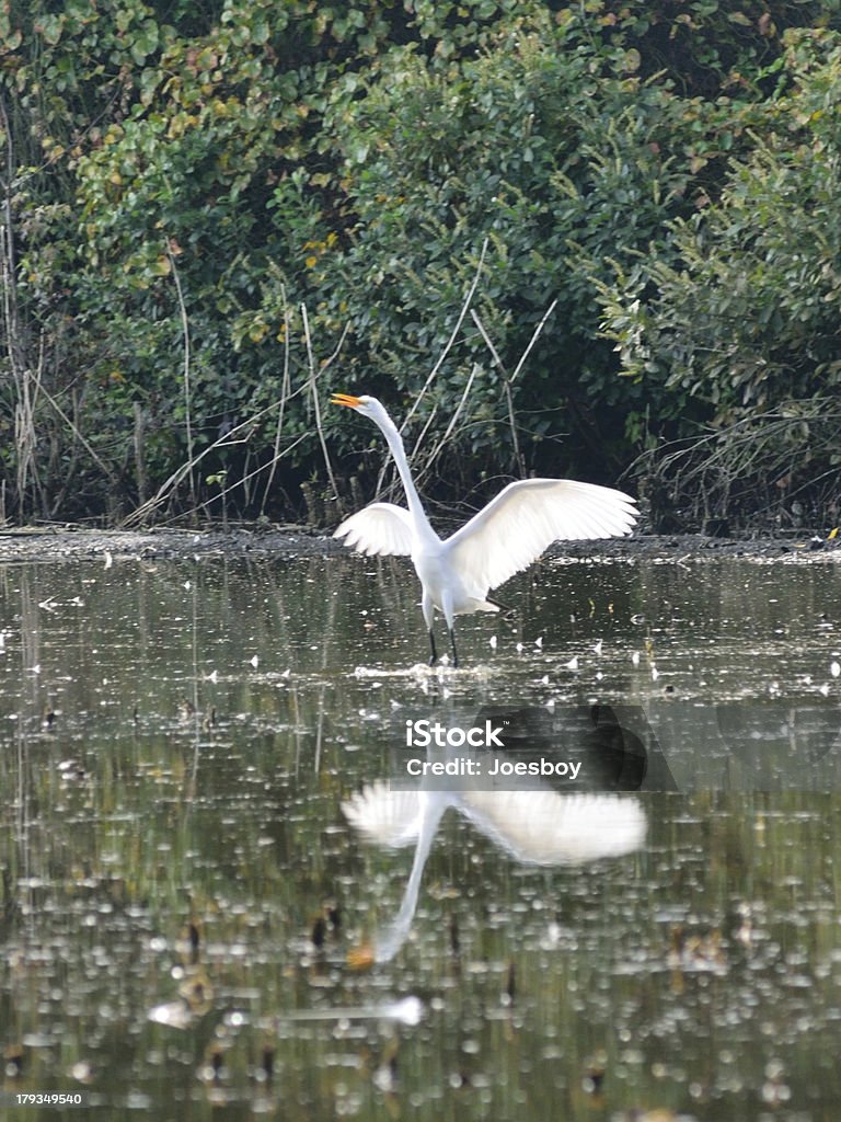 Delmarva  Great Egret Wing Stretch This Great Egret, Ardea alba, is stretching its wings in a swamp on the Delmarva peninsula on a hot humid morning and probably admiring its reflection, I know I would. Animal Stock Photo