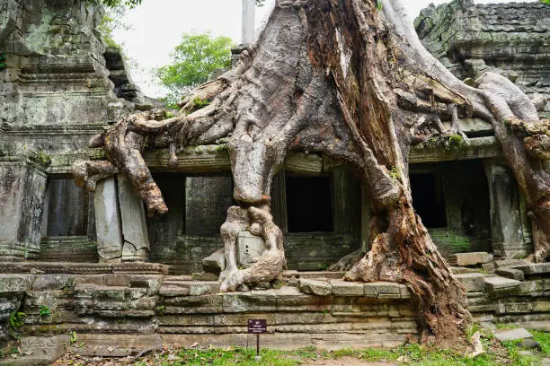 Preah Khan - 12th Century temple built by Khmer King Jayavarman VII with typical Angkor style intertwined tetrameles tree roots at Siem Reap, Cambodia, Asia