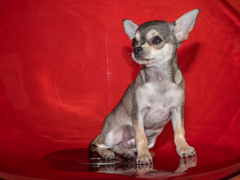 Chihuahua sitting on a red chair