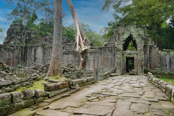 Preah Khan - 12th Century temple built by Khmer King Jayavarman VII with typical Angkor style intertwined tetrameles tree roots at Siem Reap, Cambodia, Asia