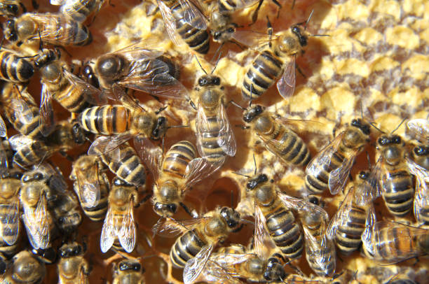 istock On part of the comb there are drones and worker bees 1793502507