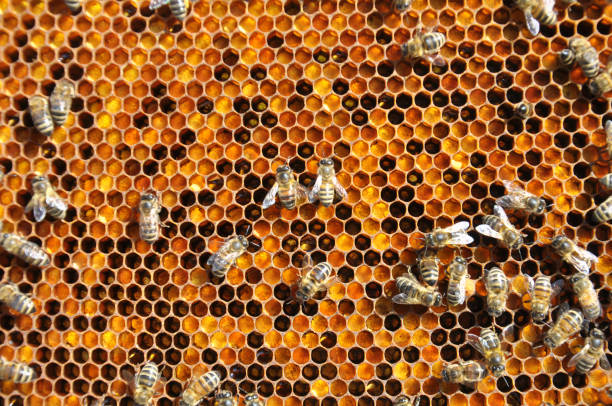 istock Honey bees on a honeycomb with pollen 1793503059