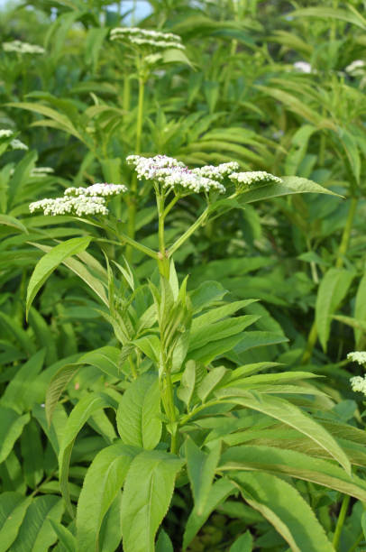 istock In nature, elderberry herbaceous (Sambucus ebulus) blooms 1793503074