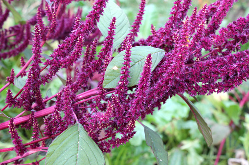 In the summer, amaranth blooms in the garden