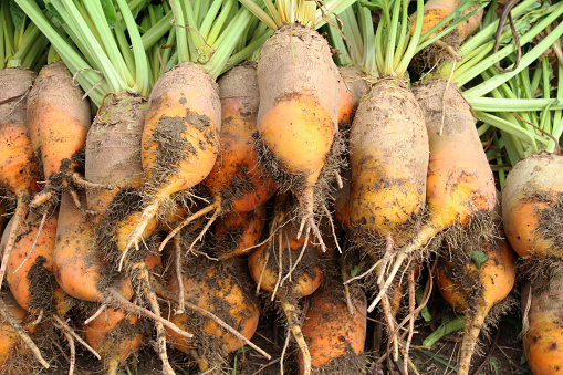 In the field on the pile dug out are fodder beets