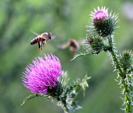 Thistle (Carduus acanthoides) grows in the wild in summer
