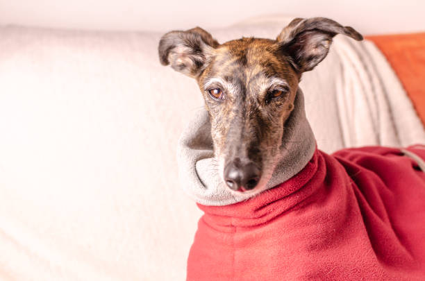 istock A Spanish Greyhound -Galgo- portrait 1793507448