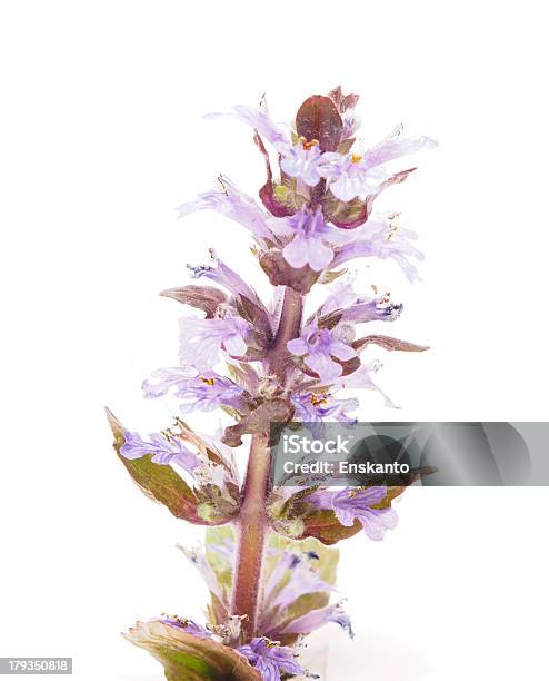아이리스입니다 Ajuga 흰색 배경 0명에 대한 스톡 사진 및 기타 이미지 - 0명, 꽃-꽃의 구조, 꽃-식물