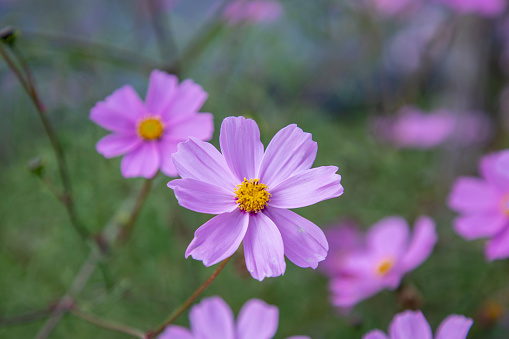 Pink flower image