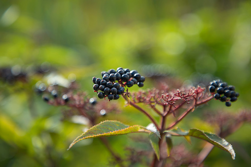 Elderberry plant image