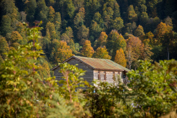 Beautiful autumn rural landscape with high snowy mountains in background. Abandoned old wooden hut on the slope, Carpathians, Transylvania, Romania, Europe