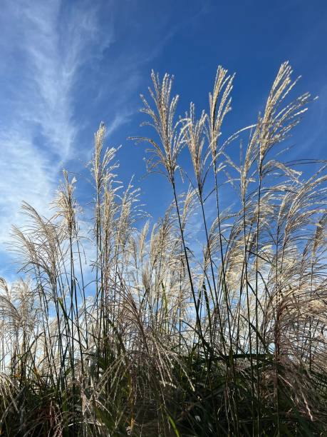 istock Pampas grass in meadow against sky clouds. 1793521742