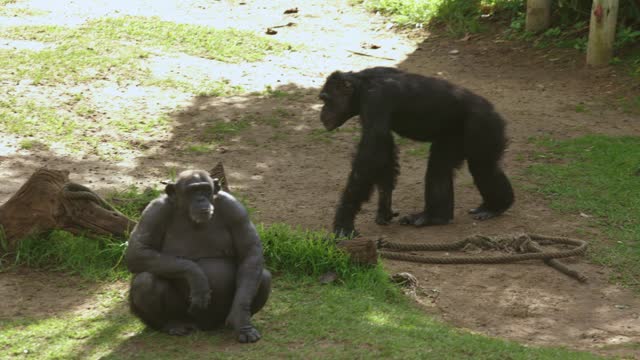 Animals - monkey chimpanzee sitting in the grass