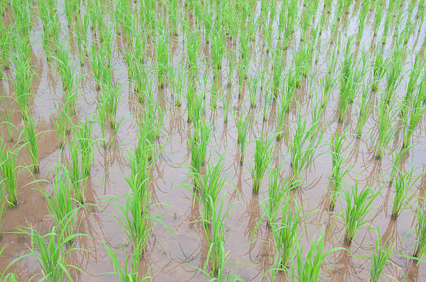 istock Rice field show agriculture background 179352483