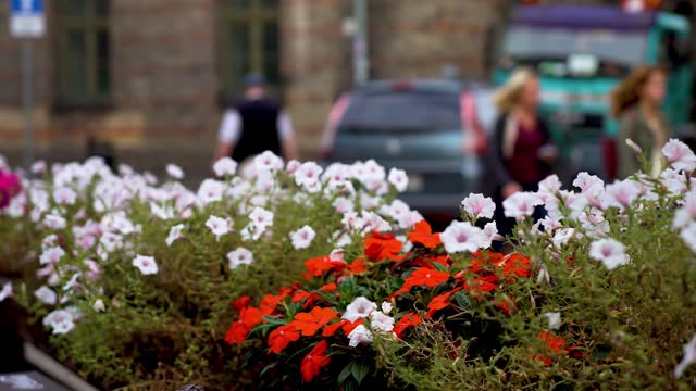 Ever blooming spring flowers in flower bed at street fast food restaurant with blurred city background