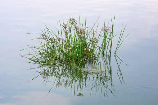 Reed and water wild flowers, cloudy and blue sky reflected in water swamp.