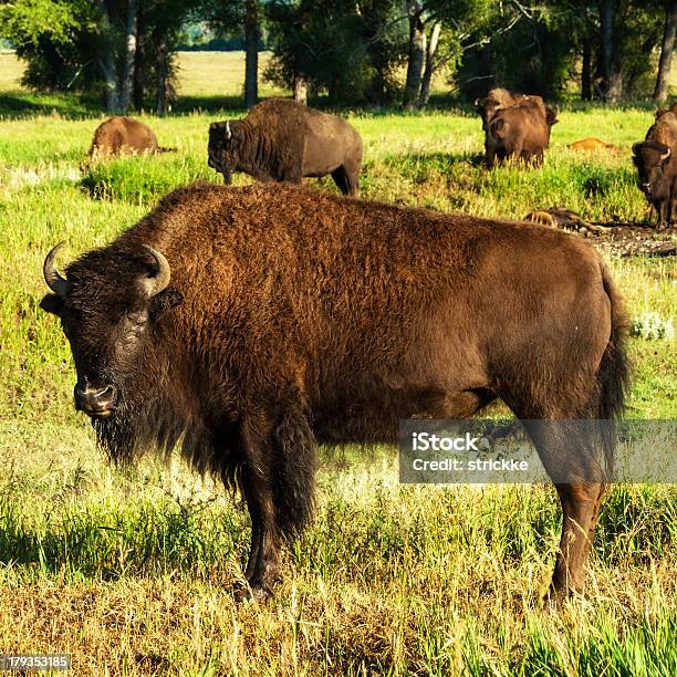 Ein Buffalo Bull Guards Herde Stockfoto und mehr Bilder von Amerikanischer Bison - Amerikanischer Bison, Berg, Berg Mount Moran