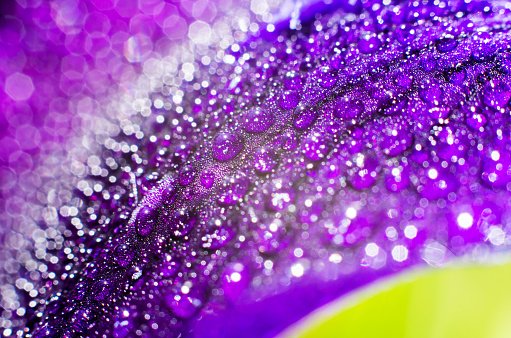 Macro photo of a dew drop on an iris petal, selective focus. Dew drops on a flower