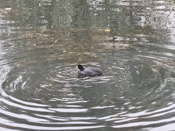 Wildlife in Saint-Quentin