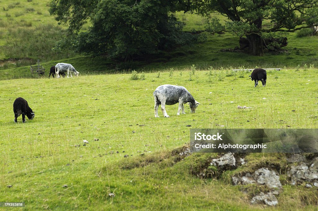 Herdwick ovinos - Foto de stock de Agricultura royalty-free