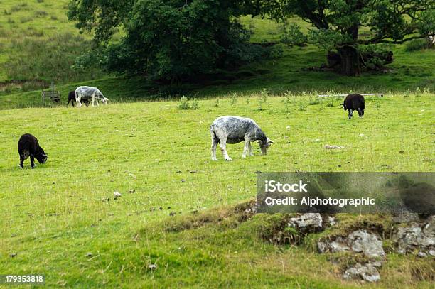 Foto de Herdwick Ovinos e mais fotos de stock de Agricultura - Agricultura, Animal, Animal doméstico