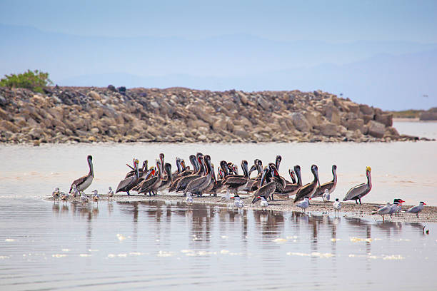 istock Flock of Pelicans 179353829