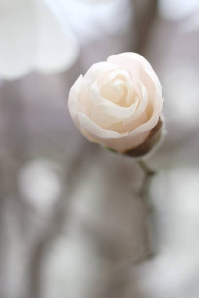 istock White magnolia bud that looks like candy. 1793539956