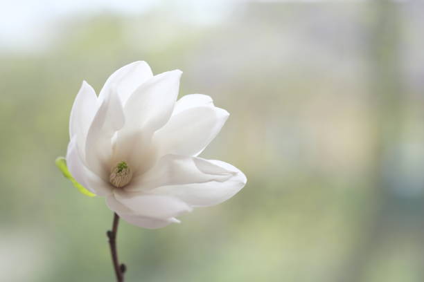 One white magnolia flower on a branch. Cloudy Day.