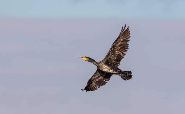 istock Black Great Cormorant soaring through the sky at a fast speed 1793541002