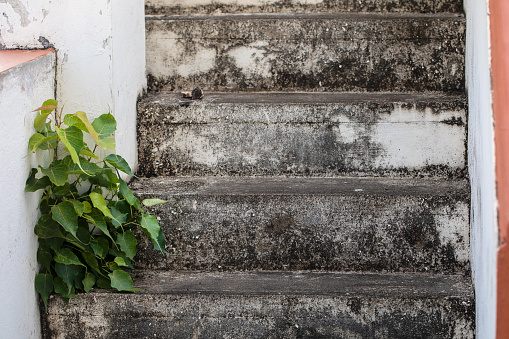 A plant grows out of the crevice in an exterior staircase