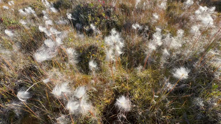 Cottongrass in the wind in Rypenæs. Scoresbysund, Greenland.