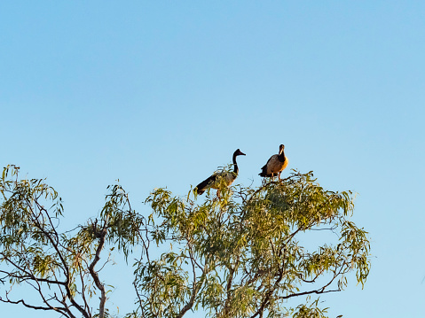 Magpie geese sitting at the top of a  tree, Kununurra in the Kimberley