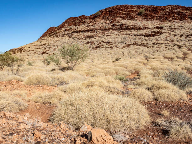 istock Red rocks, blues skies and spinifex 1793563568