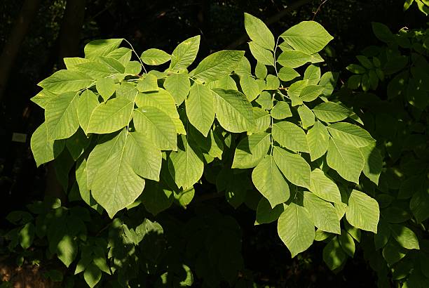 leaves of Cladrastis Lutea tree stock photo